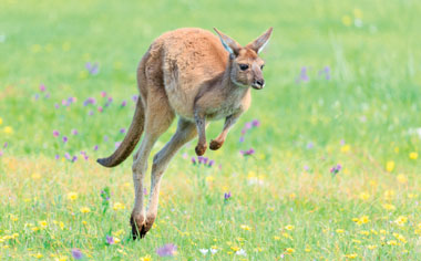 Look out for Kangaroos